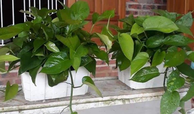 Top 15 loại cây cảnh trong phong thủy lọc sạch không khí