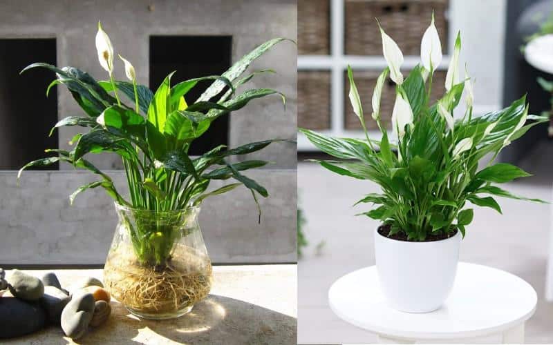 Top 21 loại cây cảnh trồng trong nhà vừa làm sạch không khí