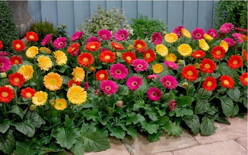 Top 21 loại cây cảnh trồng trong nhà vừa làm sạch không khí