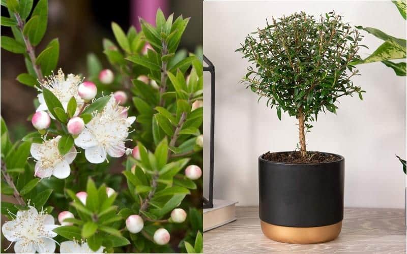 Top 21 loại cây cảnh trồng trong nhà vừa làm sạch không khí