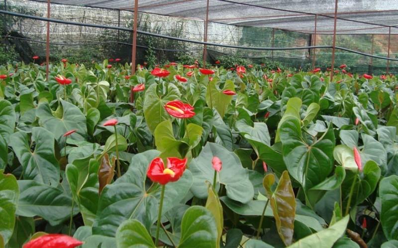Top 21 loại cây cảnh trồng trong nhà vừa làm sạch không khí