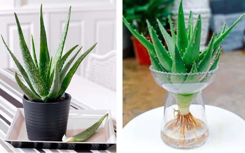 Top 21 loại cây cảnh trồng trong nhà vừa làm sạch không khí