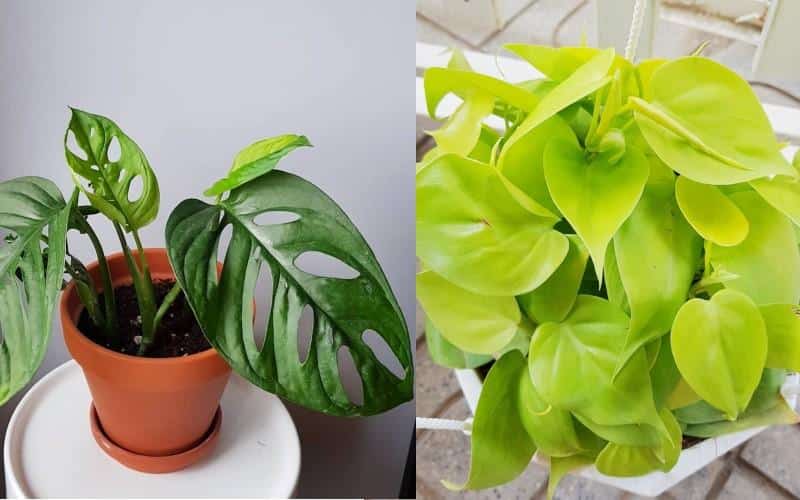 Top 21 loại cây cảnh trồng trong nhà vừa làm sạch không khí