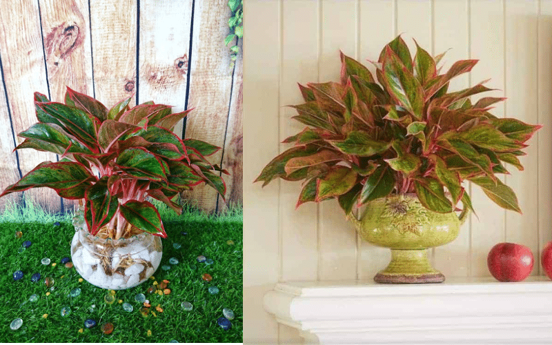 Top 21 loại cây cảnh trồng trong nhà vừa làm sạch không khí