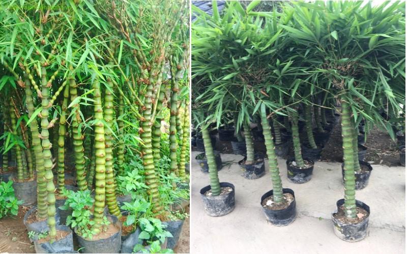 Top 21 loại cây cảnh trồng trong nhà vừa làm sạch không khí